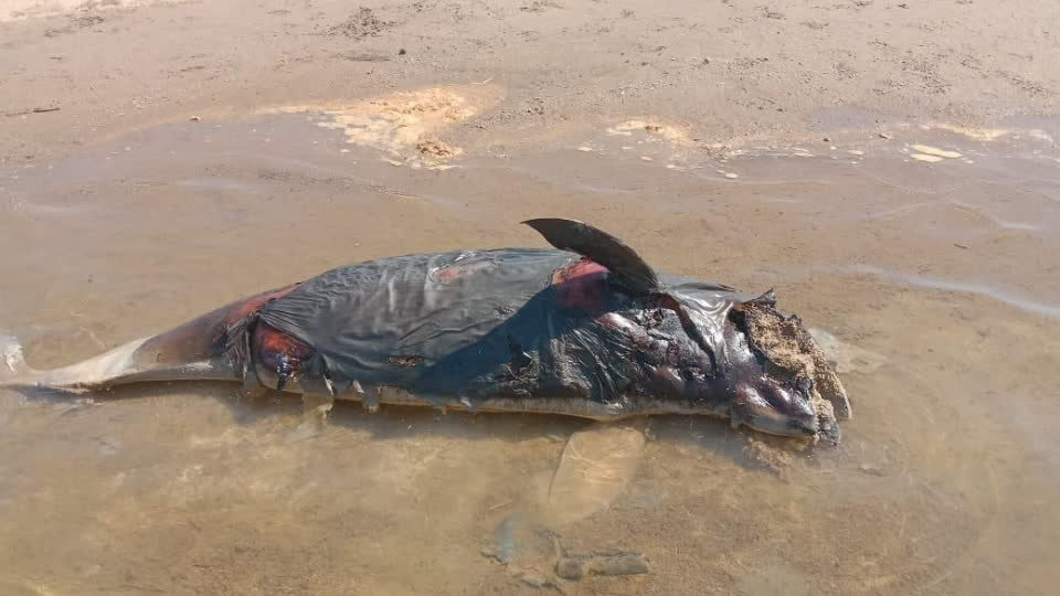 柬埔寨发现一头淡水河豚尸体，死因不明！