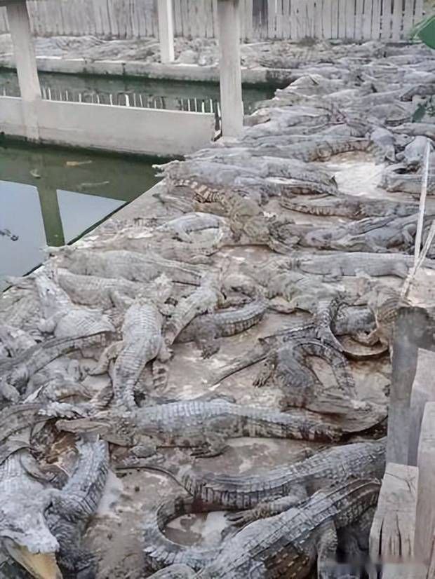 柬埔寨鳄鱼养殖户希望打开中国市场