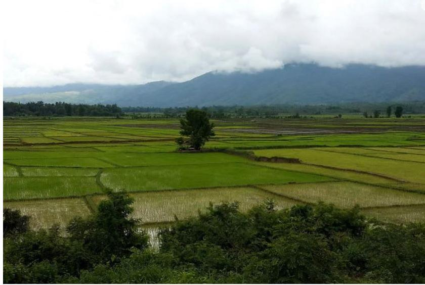 缅甸计划以质量为重点，将大米出口翻一番