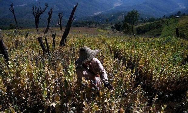联合国报告称缅甸鸦片产量增长了33%