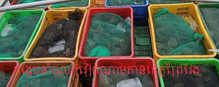 柬埔寨从越南进口青蛙供应本地市场
