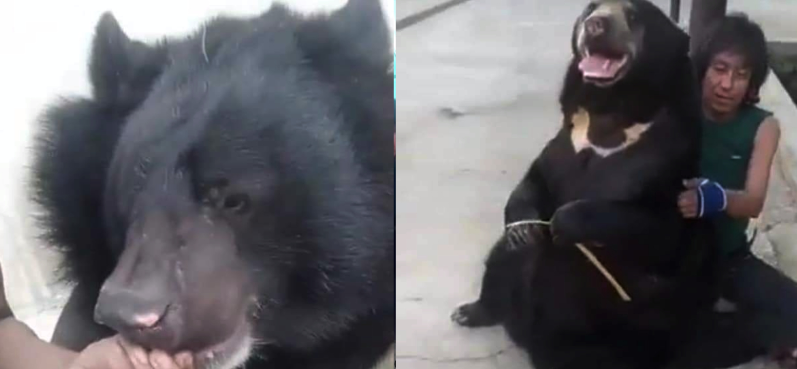 缅甸网红被自家养的黑熊围攻致死！这些网友的建议让人瑟瑟发抖
