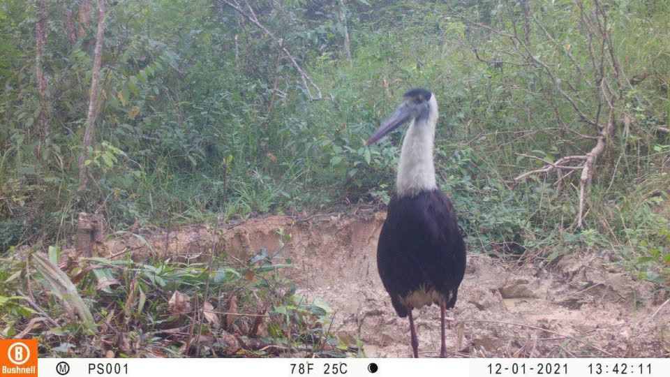 许多稀有物种在柬埔寨保护区被自动相机捕获！