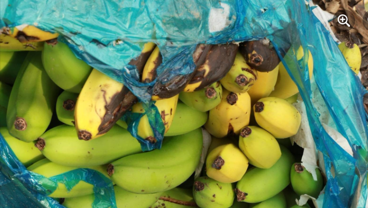 “这么好的香蕉全部烂在地里，娃娃学费都交不起了！”缅北上百英亩香蕉无人收购