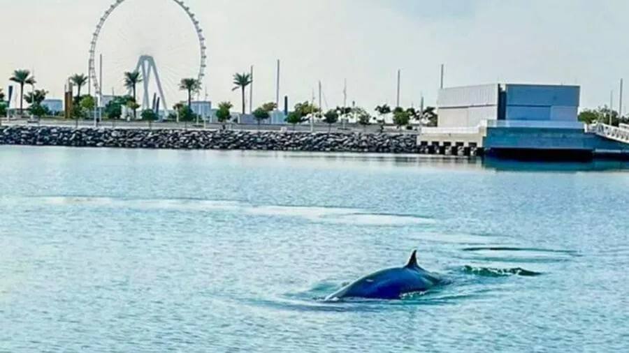 谢赫哈姆丹在迪拜码头发现“罕见而美丽”的鲸鱼