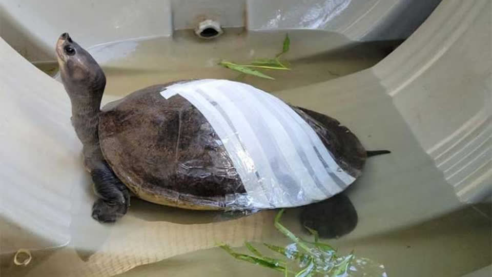 柬埔寨1只外壳严重破裂稀有皇家龟获救！