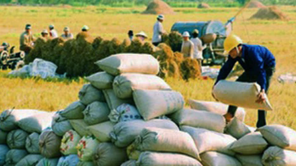 增长近7成，去年柬埔寨农产品出口达798万吨！