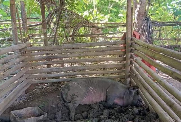 缅北多个小村庄，接连有活猪发病死亡