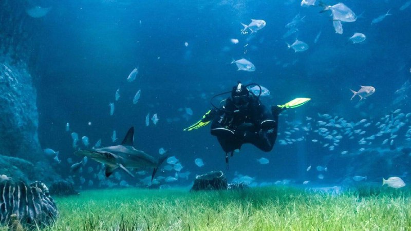 看：阿布扎比的国家水族馆与鲨鱼一起游泳