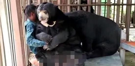 惊呆！缅甸一男子被2头黑熊吃掉了