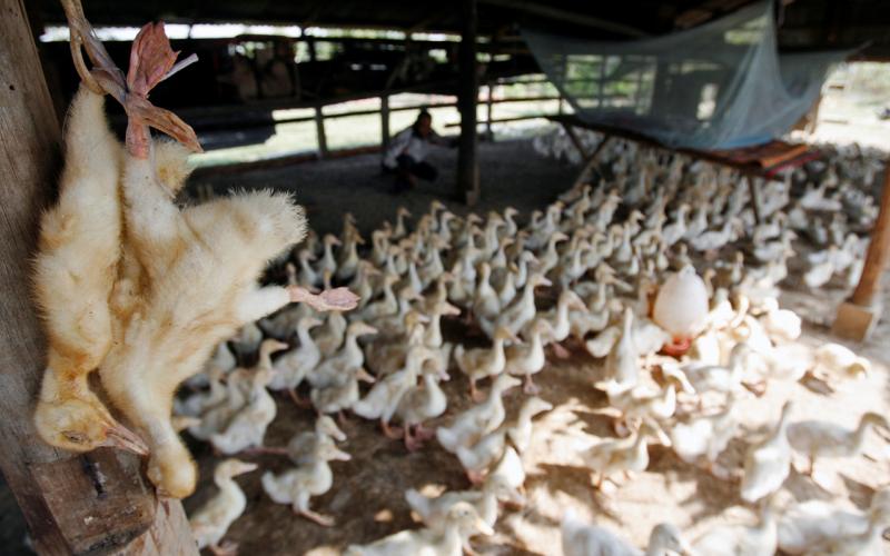 美国指柬埔寨禽流感个案为地方性流行病进化枝 未发现人传人迹象