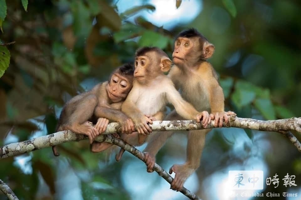 去年柬埔寨出口数万只实验猴