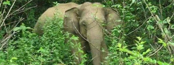 被野象用鼻子卷起来扔出去时脖子被折断！缅甸一女子被野象袭击身亡