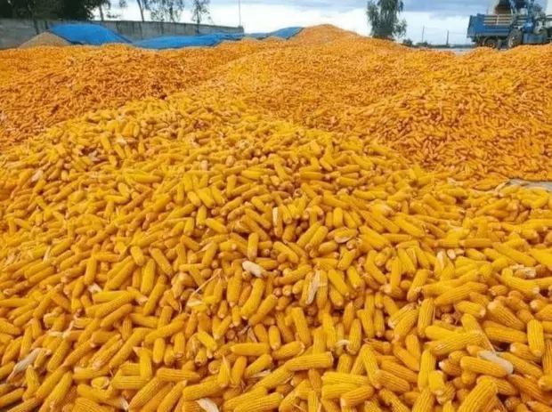 玉米商消息，目前，因国外对缅甸玉米收购力下降，因此国内玉米价格下跌。